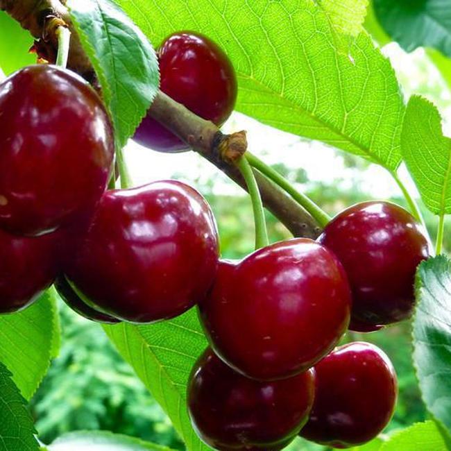 蜜露樱桃品种特点，矮化蜜露樱桃树苗基地批发价格